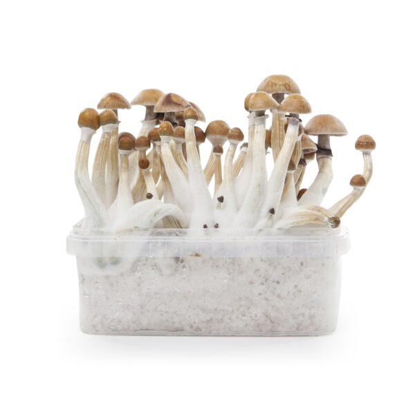 Kit AutoCultivo Psilocybe Cubensis Nirvanica Home